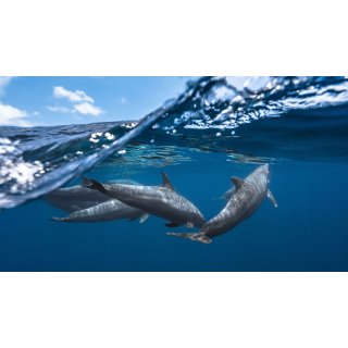 Oceans Picture 2