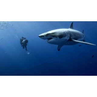 Oceans Picture 4
