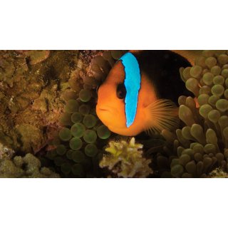 Oceans Picture 5