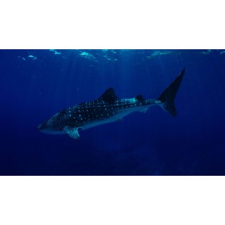 Oceans Picture 6