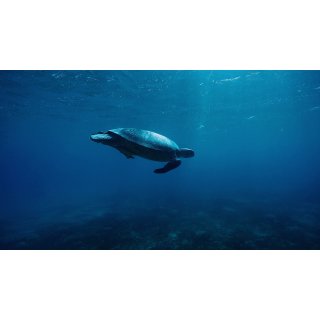 Oceans Picture 7