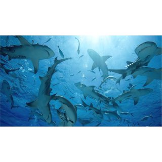 Oceans Picture 9