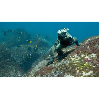 Oceans Picture 10