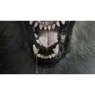 Pack, The (2016)