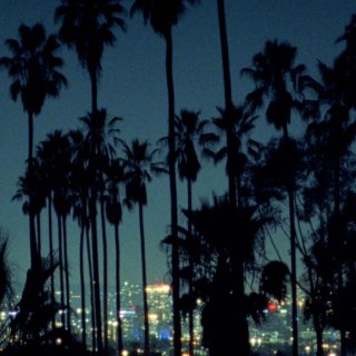 Palm (2026)