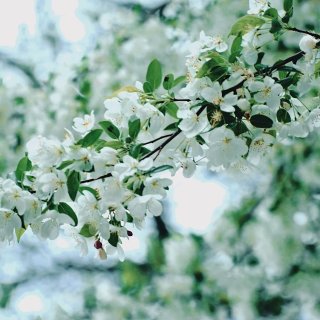 PegaSUS (2026)