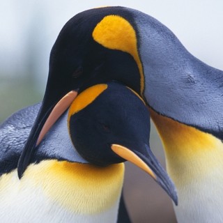 Adventures Of The Penguin King Picture 1