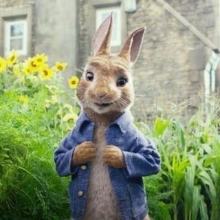 Peter Rabbit Picture 3