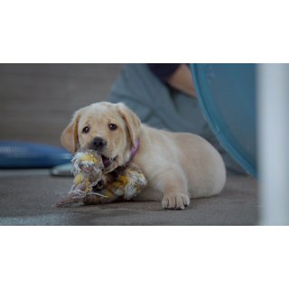Pick of the Litter (2018)