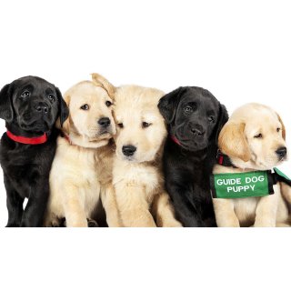 Pick of the Litter (2018)