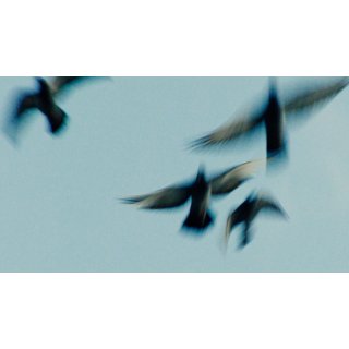 Pigeonman (2026)