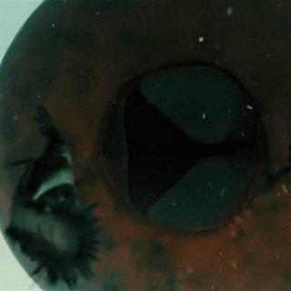 Piranha 3-D Picture 22