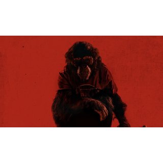 Primate Picture 3