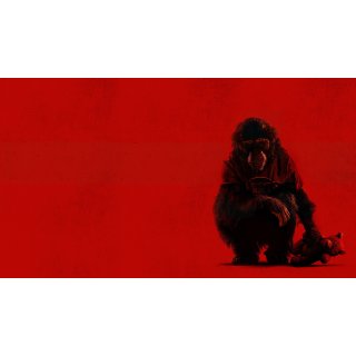 Primate Picture 7