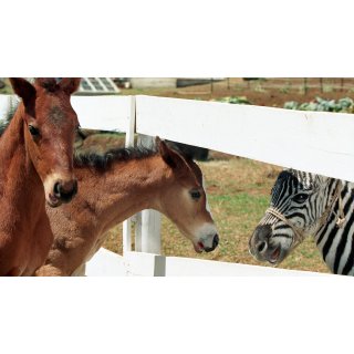 Racing Stripes (2005)