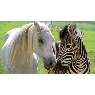 Racing Stripes (2005)