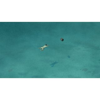 Red Turtle, The Picture 8