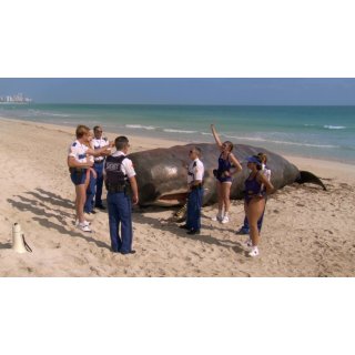 Reno 911!: Miami Picture 2