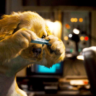Cats & Dogs: The Revenge Of Kitty Galore Picture 1