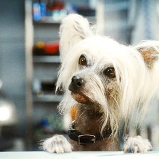 Cats & Dogs: The Revenge Of Kitty Galore Picture 11