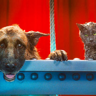Cats & Dogs: The Revenge Of Kitty Galore Picture 34