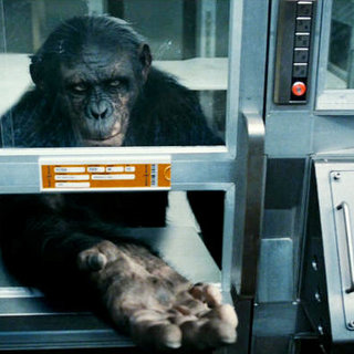 A scene from 20th Century Fox's Rise of the Planet of the Apes (2011)