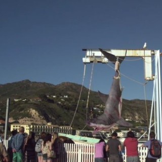 Sand Sharks Picture 5