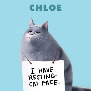 Secret Life Of Pets, The Picture 21