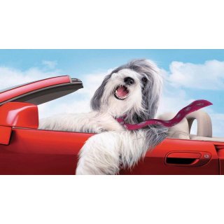 Shaggy Dog, The Picture 1