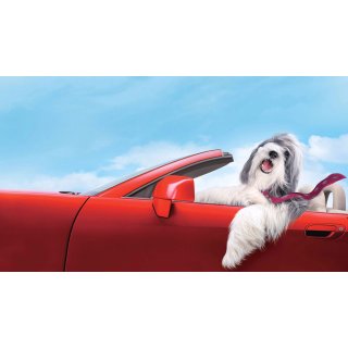 Shaggy Dog, The Picture 2