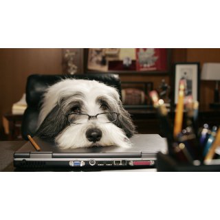 Shaggy Dog, The Picture 10