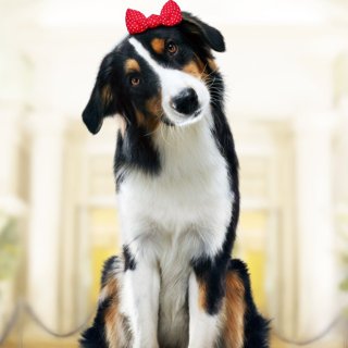 Show Dogs Picture 2