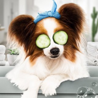 Show Dogs Picture 5