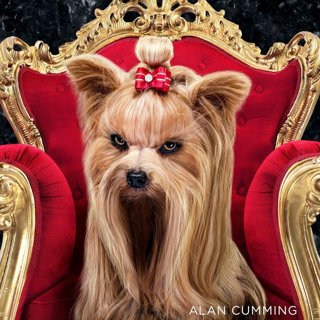 Show Dogs Picture 6