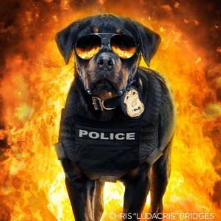 Show Dogs Picture 7