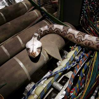 Snakes On A Plane Picture 12