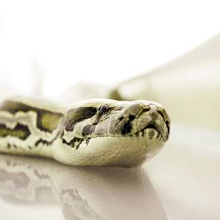 Snakes On A Plane Picture 13