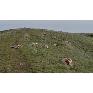 Staying Vertical (2017)