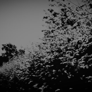 summer walk (2026)