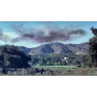 Swarm, The Picture 9