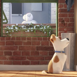 Secret Life Of Pets, The Picture 2