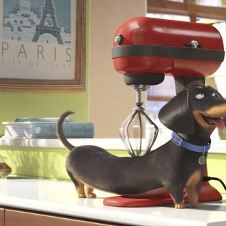Secret Life Of Pets, The Picture 4