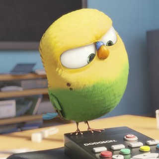 Secret Life Of Pets, The Picture 6