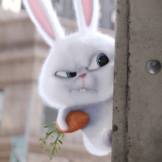 Secret Life Of Pets, The Picture 10