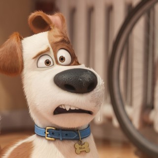 Secret Life Of Pets, The Picture 12