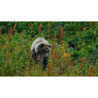 The Bear Beneath (2026)