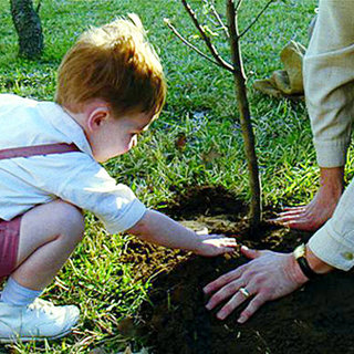 Tree Of Life, The Picture 27