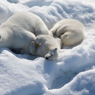 To The Arctic 3D Picture 2