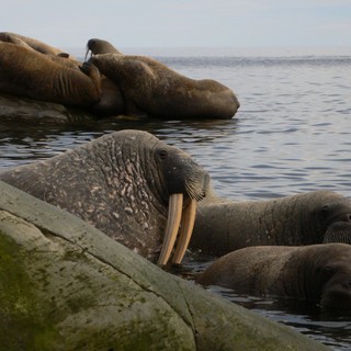 To The Arctic 3D Picture 3