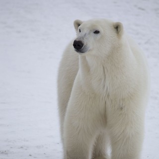 To The Arctic 3D Picture 4